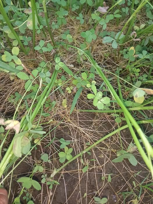 السلام عليكم ورحمة الله 
لو سمحت عايز مبيد حشايش يقضي علي الحامول في البرسيم